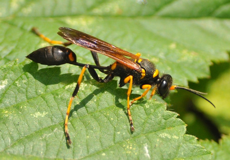 Sceliphron caementarium (Sphecidae)